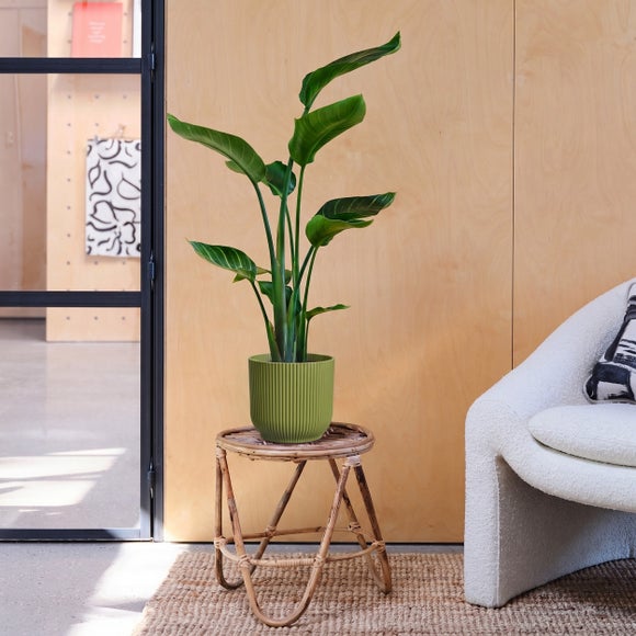 View Bird Of Paradise House Plant In Elho Pot View Bird Of Paradise House Plant In Elho Pot