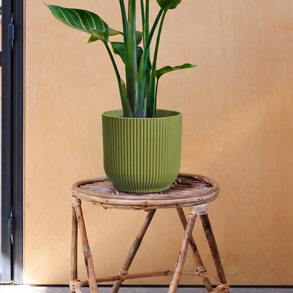 Photo 3 of Bird Of Paradise House Plant In Elho Pot Photo 3 of Bird Of Paradise House Plant In Elho Pot