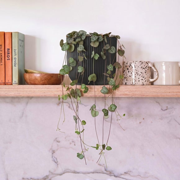 String Of Hearts House Plant in Elho Pot