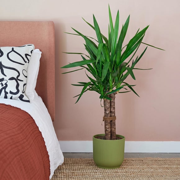 Yucca House Plant in Elho Pot