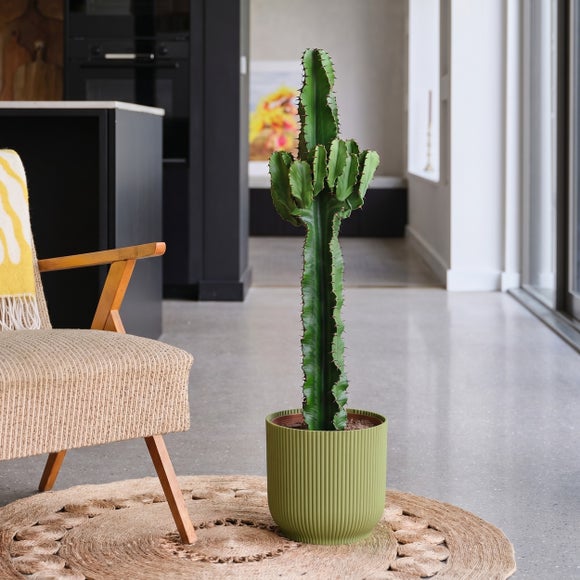 View Euphorbia Trigona House Plant In Elho Pot