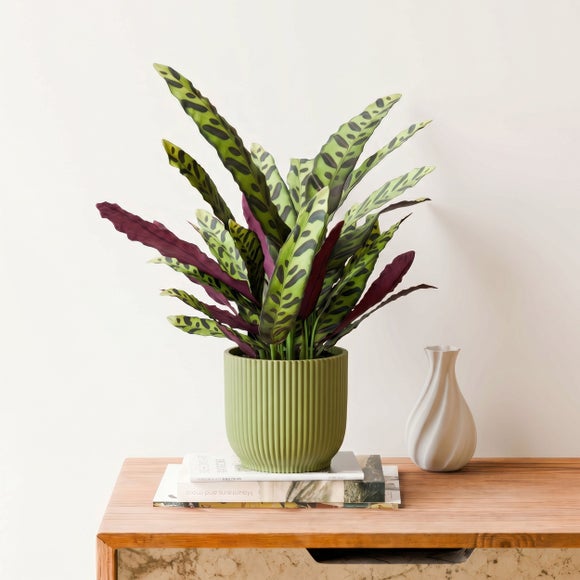 Calathea Lancifolia House Plant in Elho Vibes Pot