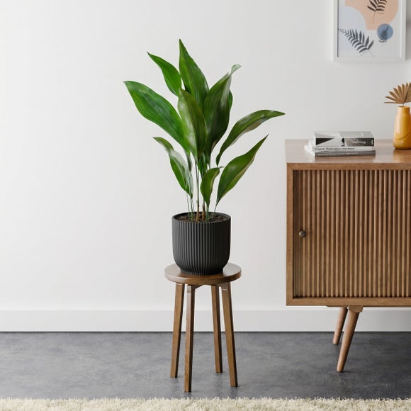 Cast Iron House Plant in Elho Vibes Pot