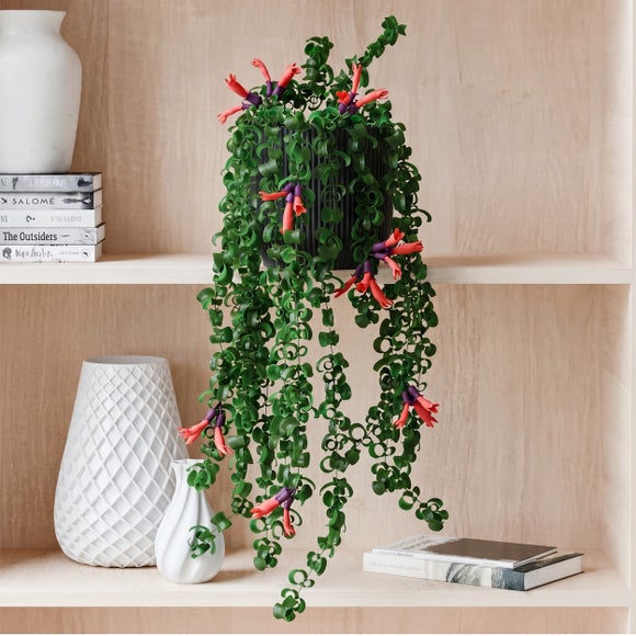 Trailing Aeschynanthus Rasta House Plant in Elho Pot