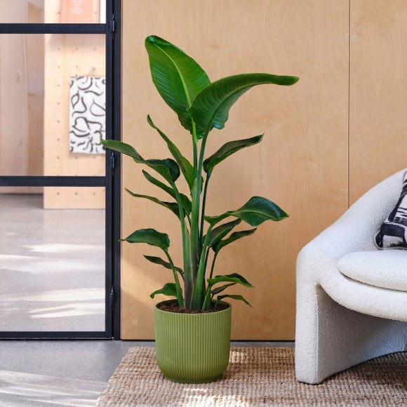 Bird Of Paradise House Plant in Elho Pot