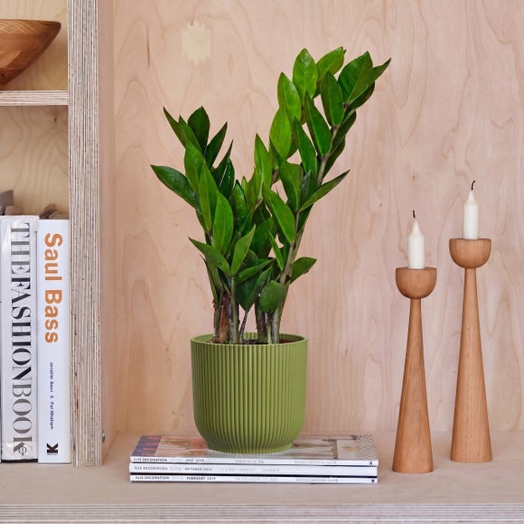 ZZ House Plant in Elho Pot