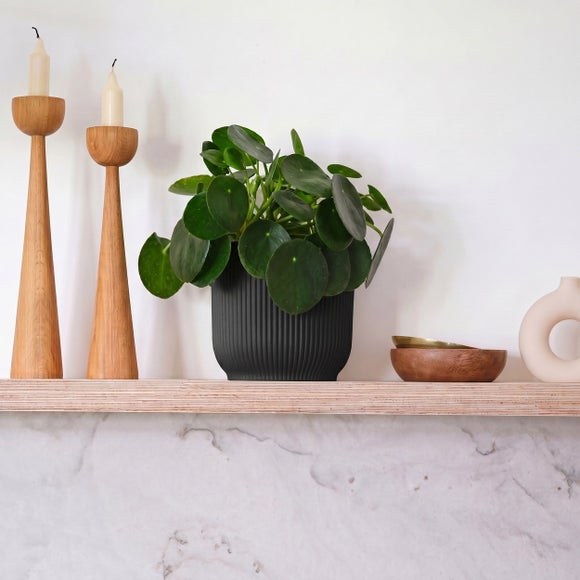 Chinese Money House Plant in Elho Pot