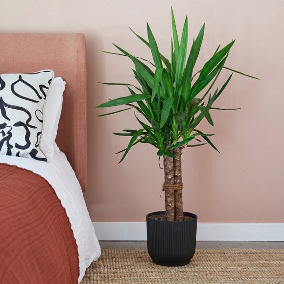 Yucca House Plant in Elho Pot