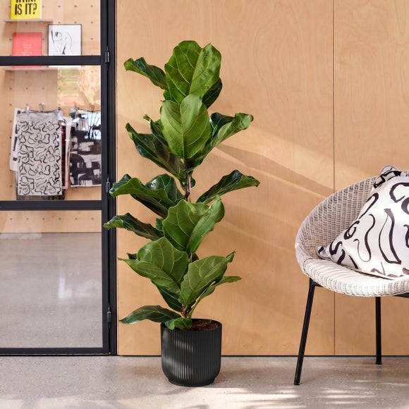 Fiddle Leaf Fig House Plant in Elho Pot