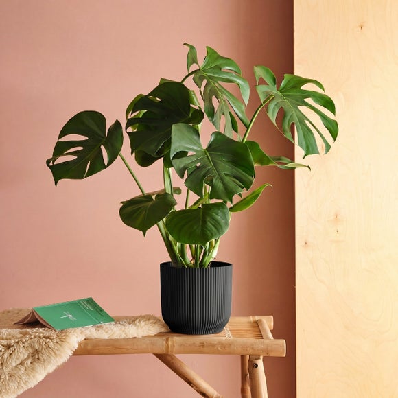 View Swiss Cheese House Plant In Elho Pot View Swiss Cheese House Plant In Elho Pot