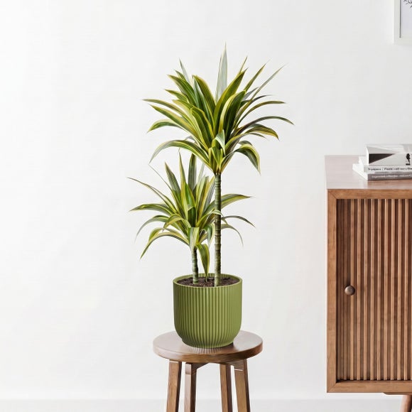 Dracaena Lemon & Lime House Plant in Elho Pot
