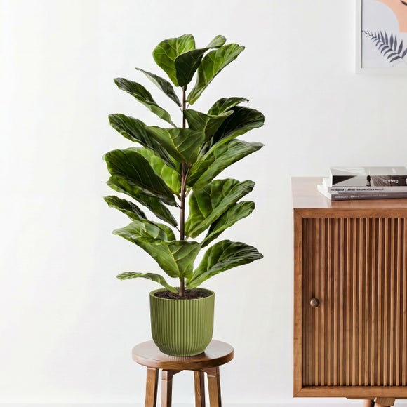 Fiddle Leaf Fig House Plant in Elho Pot