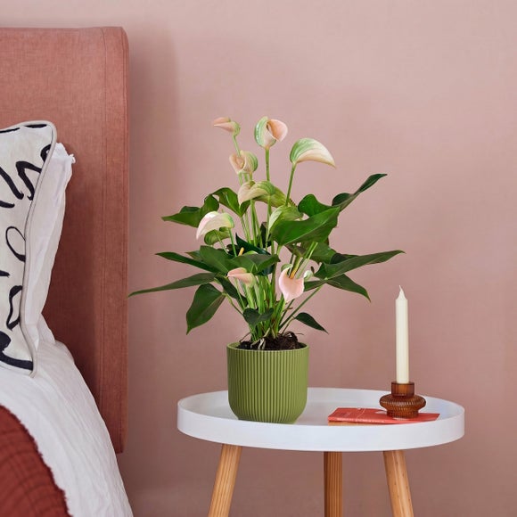 Peach Anthurium House Plant in Elho Pot