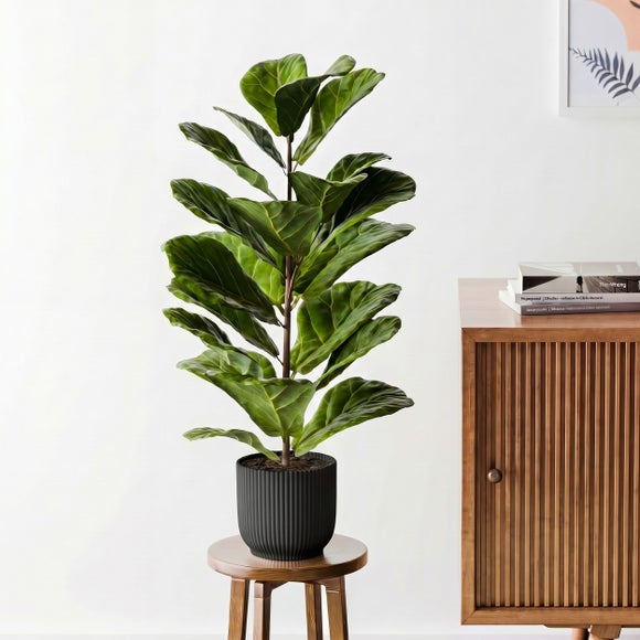 Fiddle Leaf Fig House Plant in Elho Pot