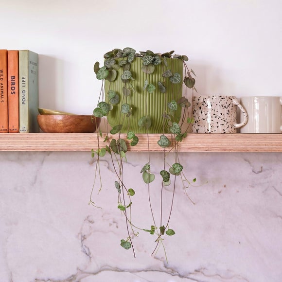 String Of Hearts House Plant in Elho Pot