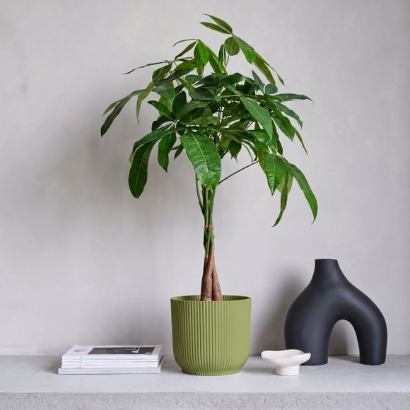 Money Tree House Plant in Elho Pot