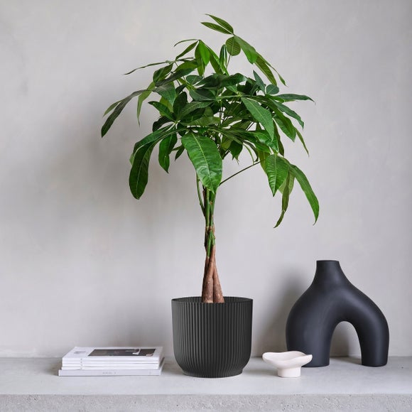 View Money Tree House Plant In Elho Pot View Money Tree House Plant In Elho Pot