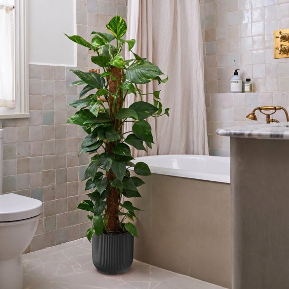 Swiss Cheese House Plant in Elho Pot