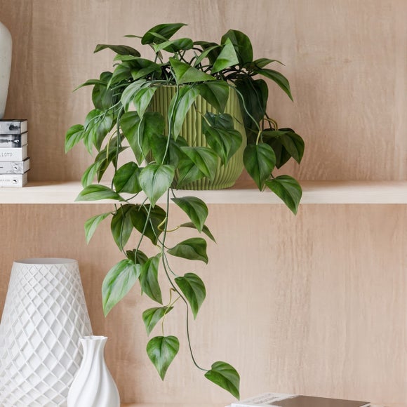 View Trailing Philodendron Scandens House Plant In Elho Pot View Trailing Philodendron Scandens House Plant In Elho Pot