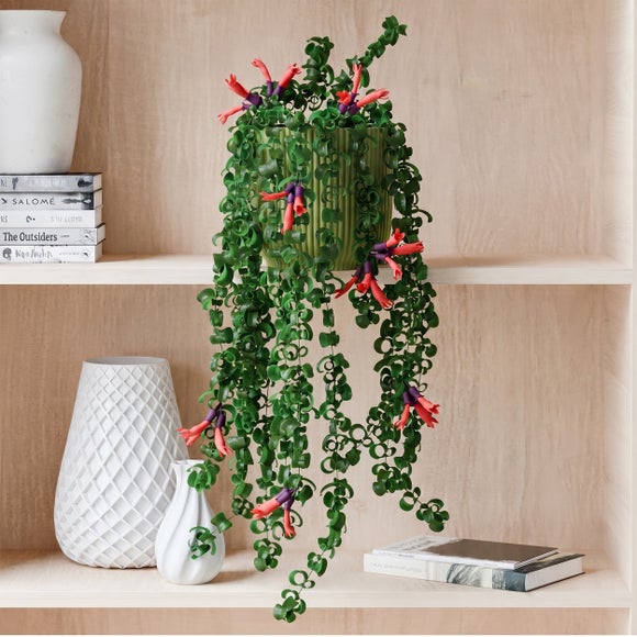 View Trailing Aeschynanthus Rasta House Plant In Elho Pot View Trailing Aeschynanthus Rasta House Plant In Elho Pot
