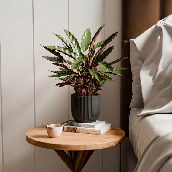 Calathea Rufibarba House Plant in Elho Vibes Pot