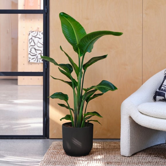 Bird Of Paradise House Plant in Elho Pot
