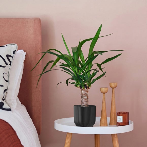 Yucca House Plant in Elho Pot