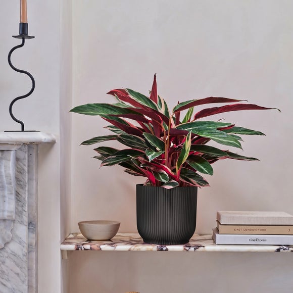 Calathea Triostar House Plant in Vibes Pot