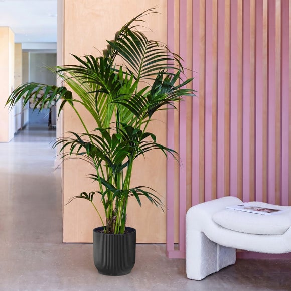 View Kentia Palm House Plant In Elho Pot View Kentia Palm House Plant In Elho Pot