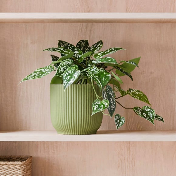 View Trailing Satin Pothos House Plant In Elho Pot View Trailing Satin Pothos House Plant In Elho Pot
