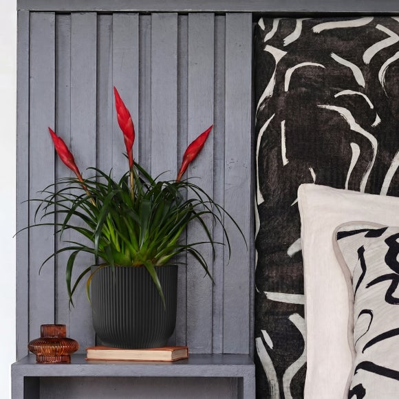 Vriesea Astrid House Plant in Elho Pot