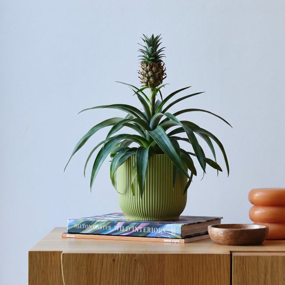 Pineapple House Plant in Elho Pot
