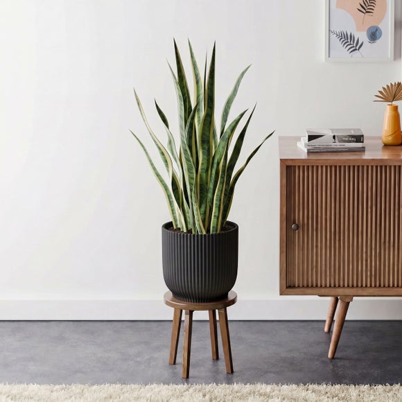 Snake House Plant in Elho Pot