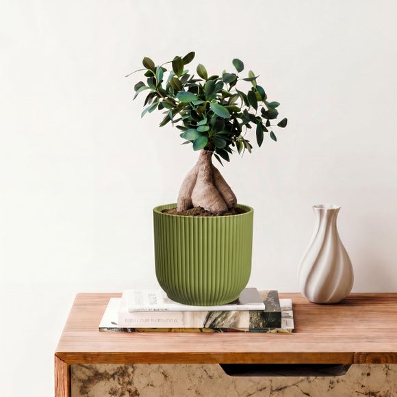 Ficus Ginseng House Plant in Elho Vibes Pot