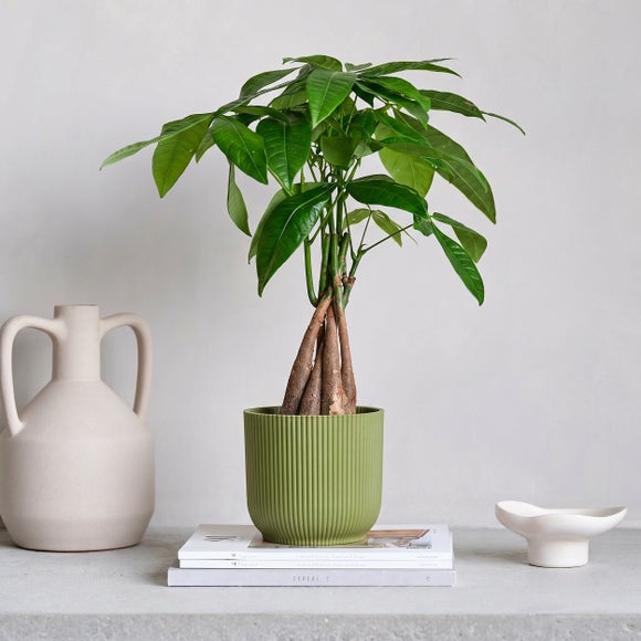 View Money Tree House Plant In Elho Pot View Money Tree House Plant In Elho Pot