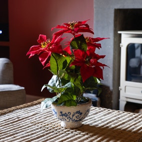 43cm Artificial Poinsettia in Traditional Pot