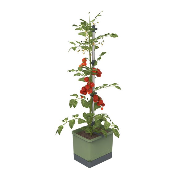 Gusta Garden Tom Tomato Pot with Water Tank
