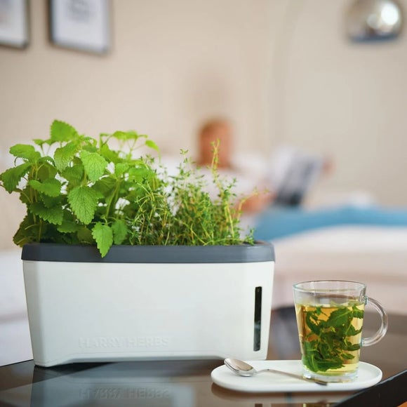 Gusta Garden Harry Herbs 4in1 Herb Pot with Cover
