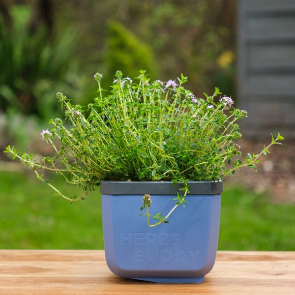 Gusta Garden Herbs Buddy Set of 3 Herb Pots with Water Reservoirs