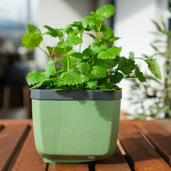 Gusta Garden Herbs Buddy Set of 6 Herb Pots with Water Reservoirs