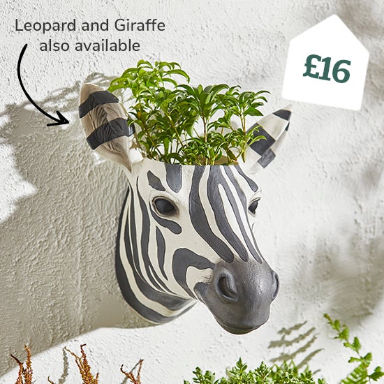 Zebra Wall Planter