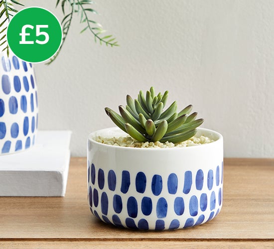 Coastal Dottie Mini Succulent £5