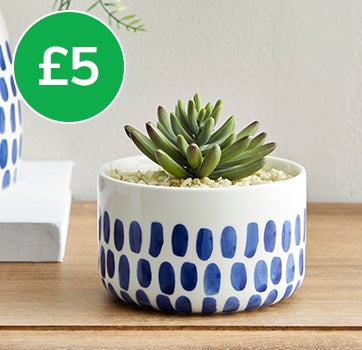 Coastal Dottie Mini Succulent £5